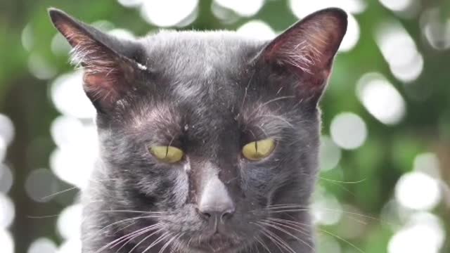 Keep a cat, only know how happy you are