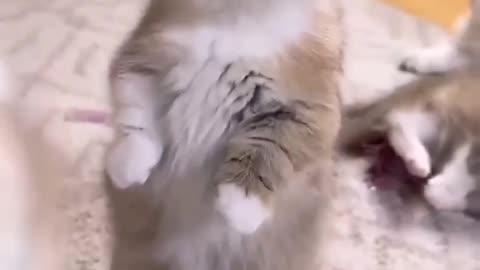 Funny animal videos #1