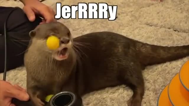 Jerry’s am i right? 🙄 @otter_kotaro_hana #fyp #foryou #kotaro #otter #funny #dub #voiceover