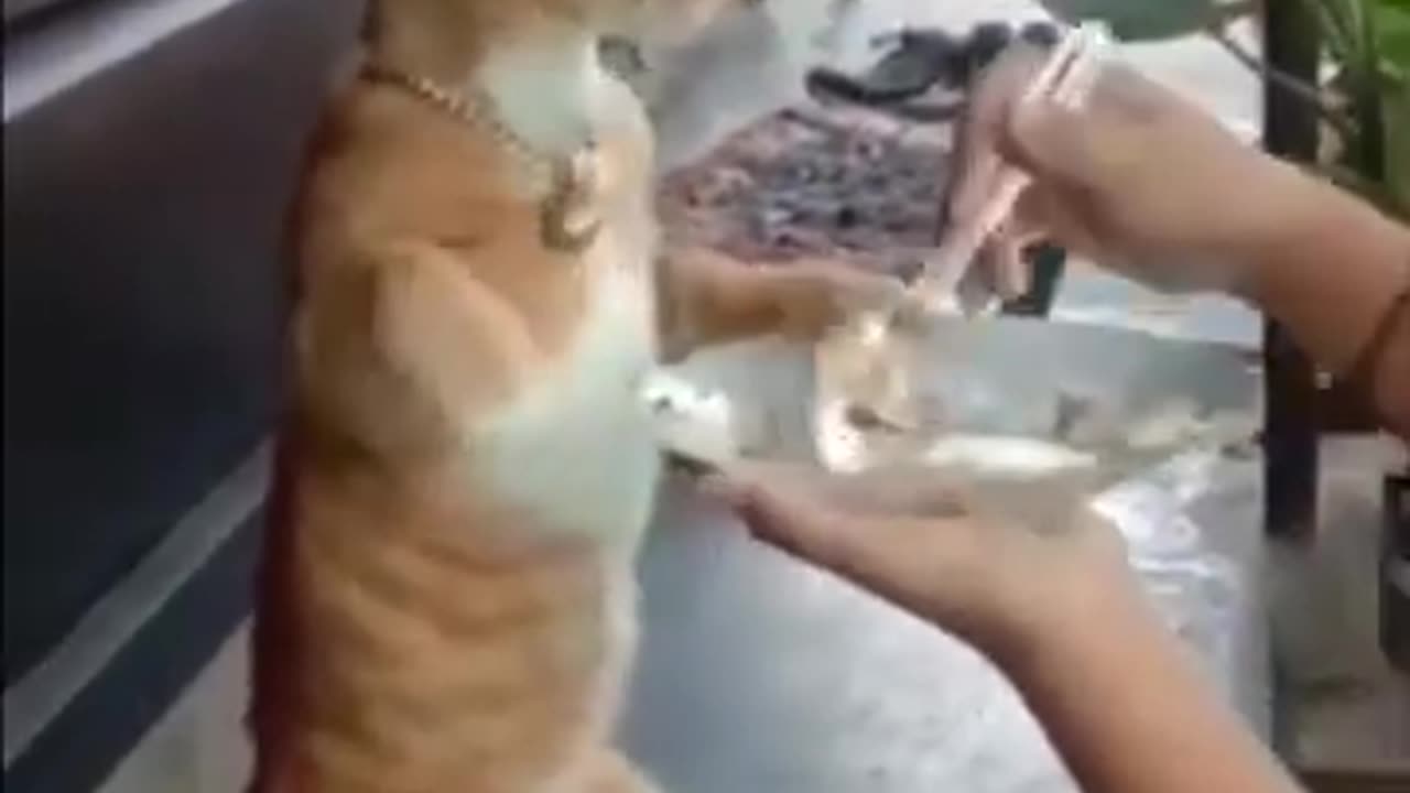 funny cat try to not laugh 😂