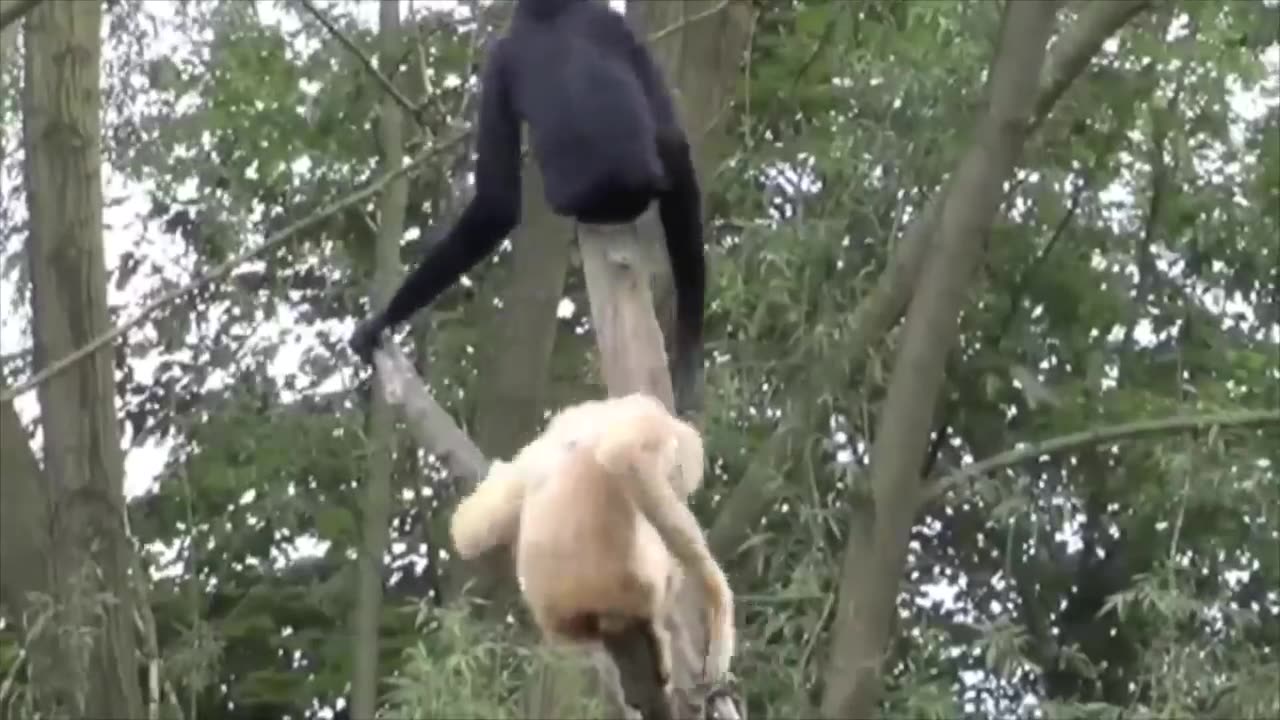 Cute Gibbons Playing & Climbing Animal Funny Video