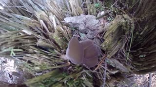Mushrooms