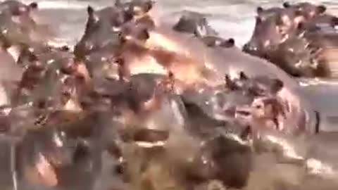 A hippopotamus bites a crocodile