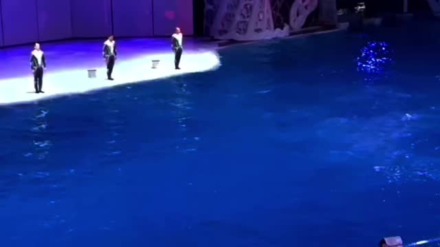 Killer whales