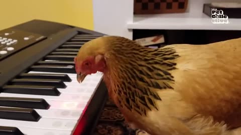Very Funny Animal Video