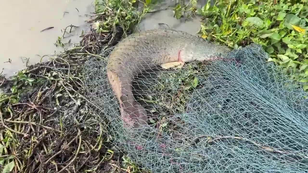 First Time Girl Cast Net Fishing DEFEATED By MONSTER Fish!-8