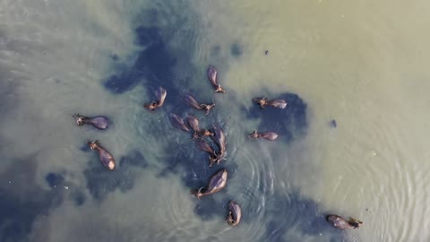 Water Buffalo at the River