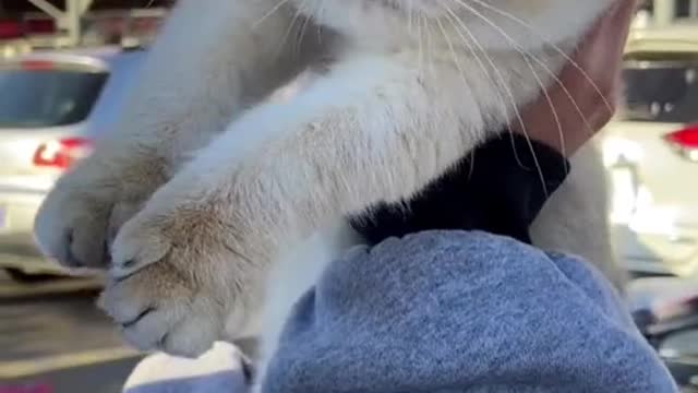 This kitten is really my baby(2)