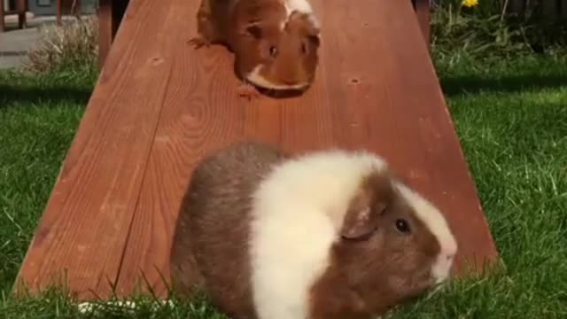 Fat guinea pig!