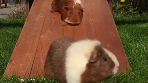 Fat guinea pig!