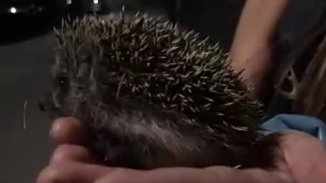 Little cute hedgehog.