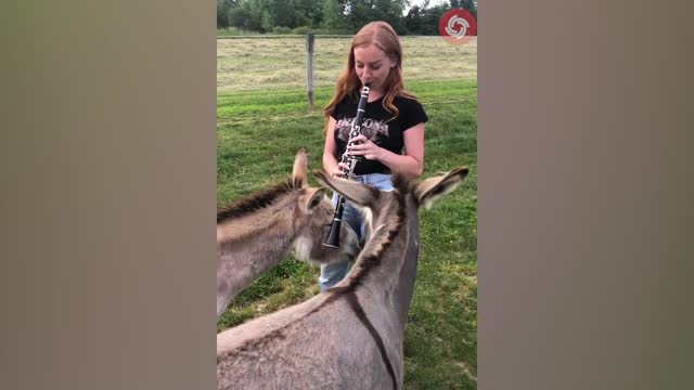 Animals Grow Up - I'm a Big Kid Now From Baby Animals To Adult Animals