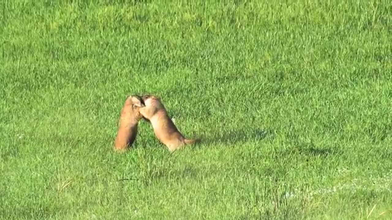 Ultimate wild animals collection in 8k Ultra HD