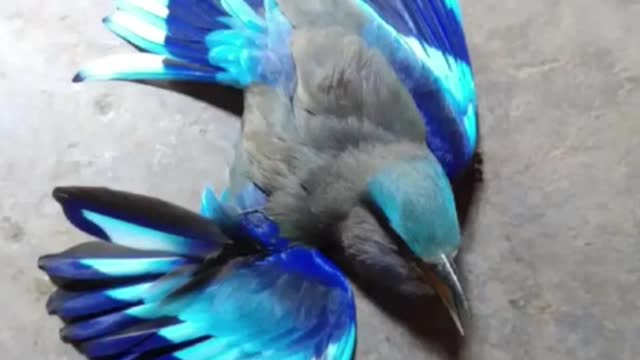 A wounded blue beautiful bird