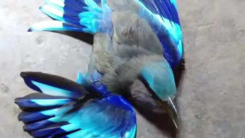 A wounded blue beautiful bird