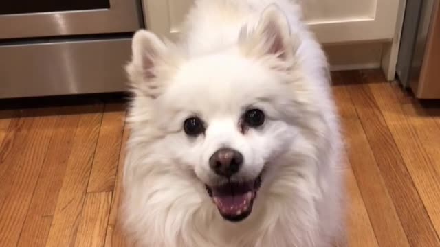 White dog wags tail in kitchen