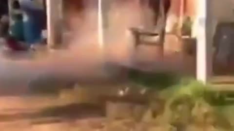 Funny animal videos 🤣