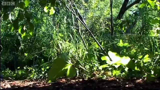 Black Bear Mother and Cubs Caught on Camera | Bears | Spy in the Woods | BBC Earth