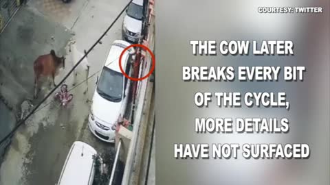 Cow attacks kid on cycle in residential locality