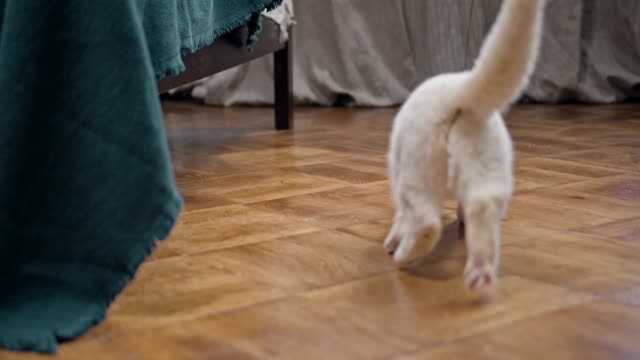 White cat play funny cat stick