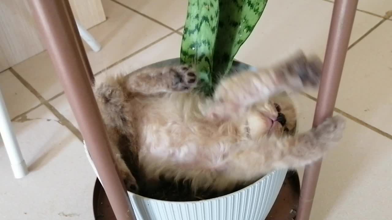 Cute cat in the vase