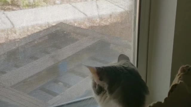 Odd Cat Greeting