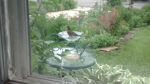 Robin Enjoys His Bath