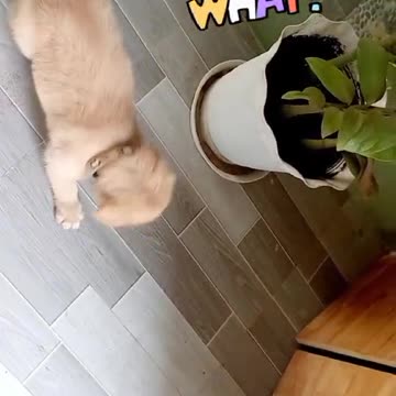 Cute Dog, Milo playing with the ball