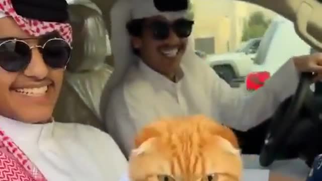 Musulman cat