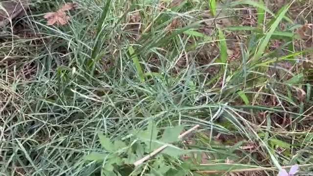 The color of the flower is beautiful