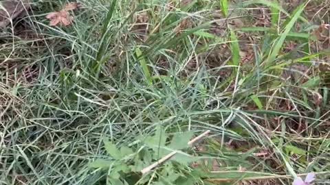 The color of the flower is beautiful