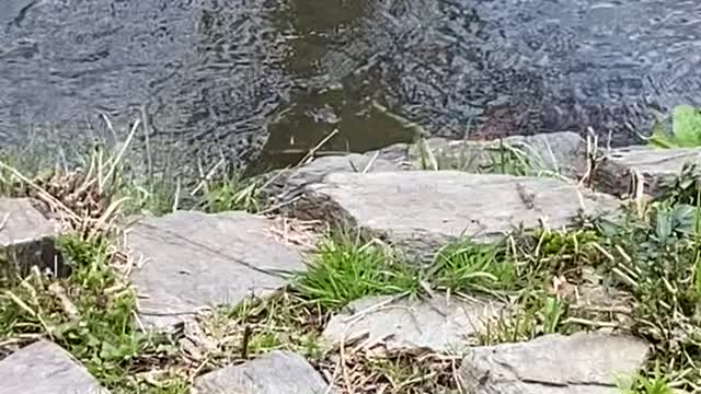 Carp swims