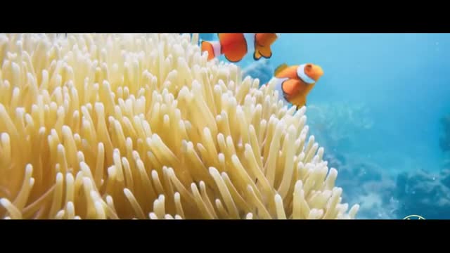 Underwater world clownfish