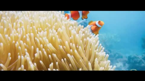 Underwater world clownfish