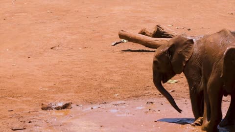 Elephant play in the mud