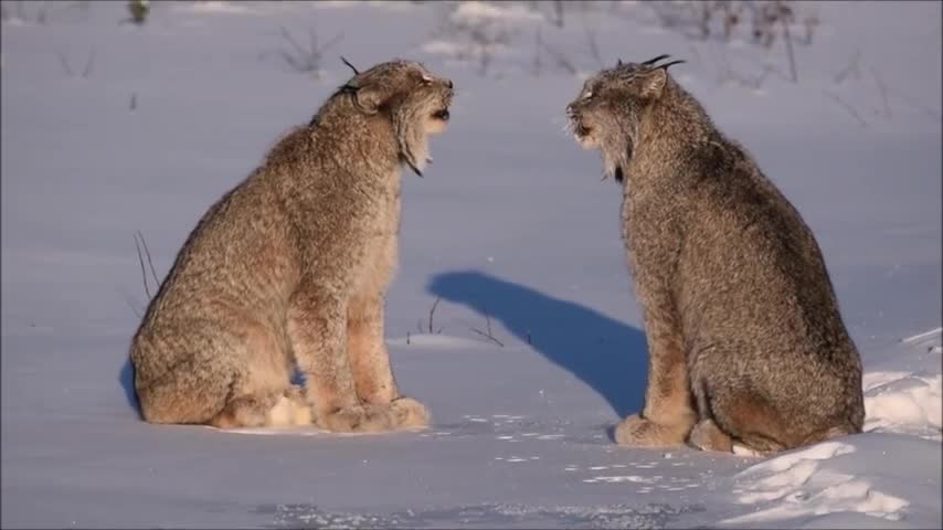 Lynx Screaming during mating seaso