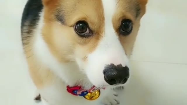 Little Corgi, short legs, but super cute