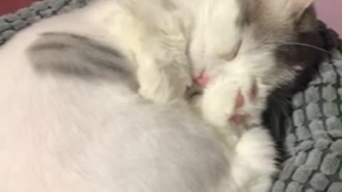 Sleeping cute baby cat