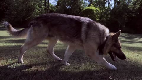 Dog playing in park