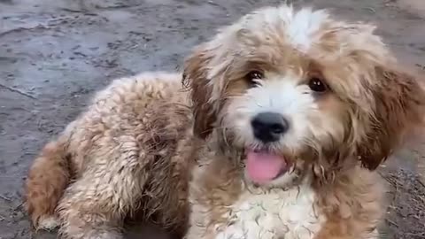 Cute Dog Video Collection 03