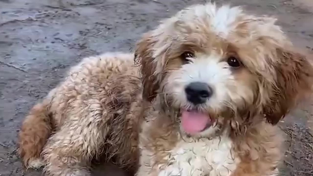 Cute Dog Video Collection 03