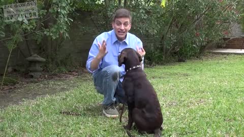 Dog training full Acedmey tips and tricks