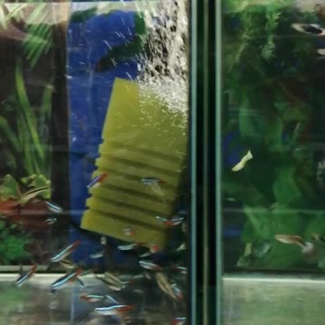 Beautiful fish in the aquarium.