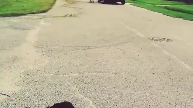 Walking a pony with a car.