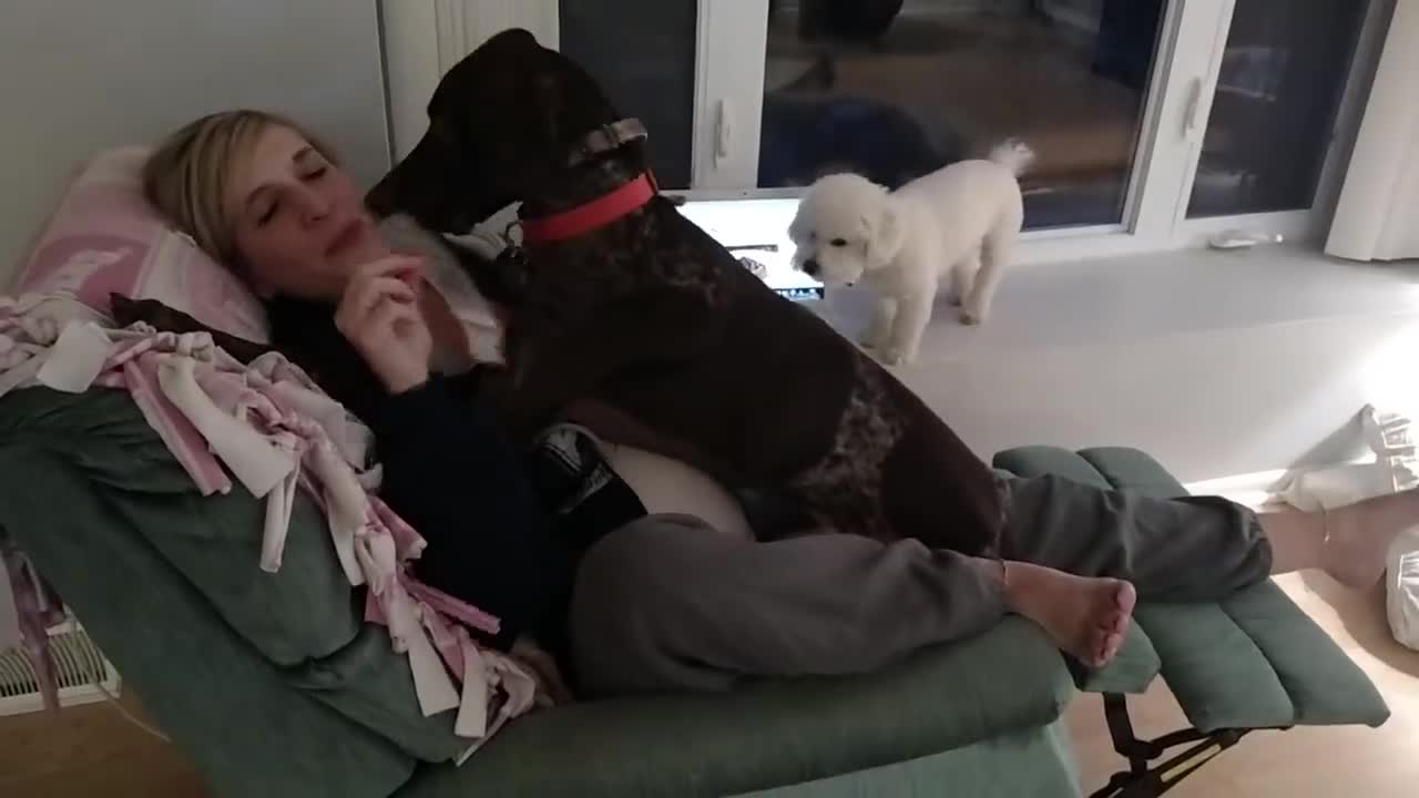 Dog_loves_his_mommy German_Shorthaired_Pointer_kissing_licking_and_being_a_lap_dog