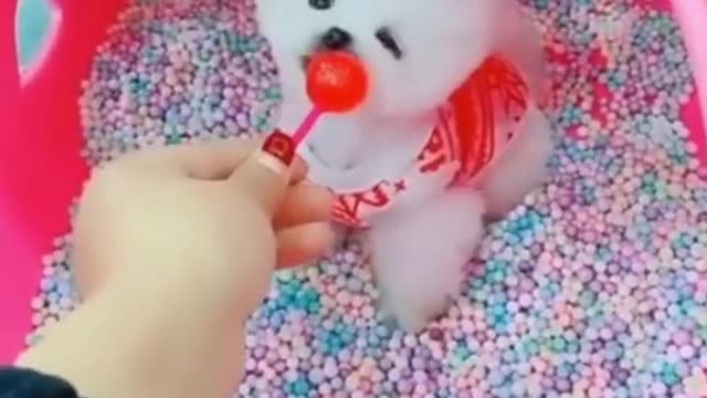 Funny dogs shorts 😂 funniest 🐶 Dogs Tiktok | Awesome pets videos #trynottolaugh