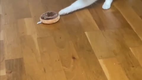 Really funny Cat... fun with his food....