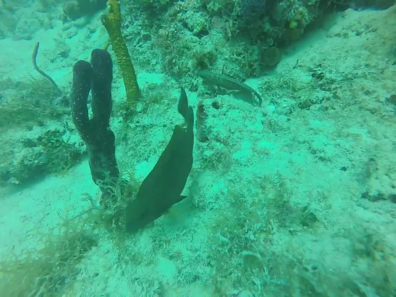 Diving in Bayahibe in the Dominican Republic in the Caribbean Sea