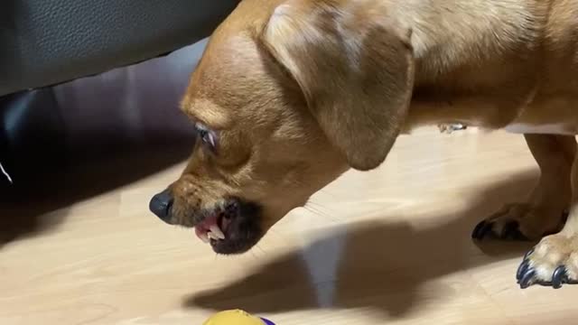 Let's have a dog snack together...😂😂
