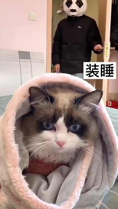 Cute and funny cat video